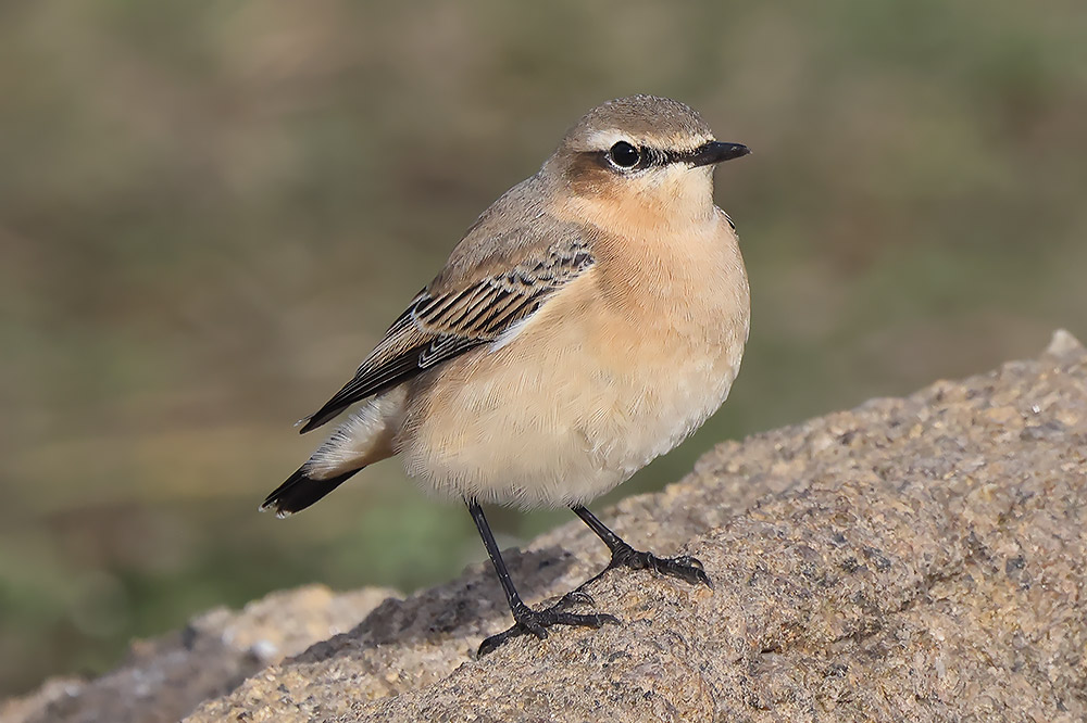 Wheatear